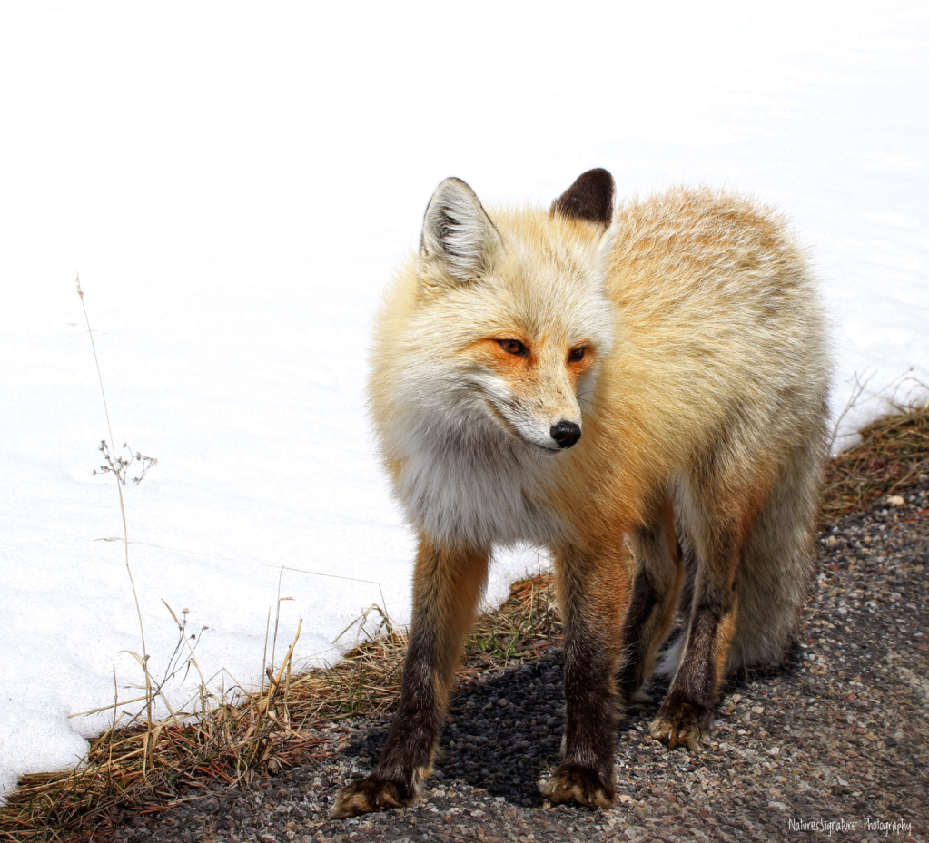 ~ Shy Fox ~ - ID: 15999250 © Trudy L. Smuin