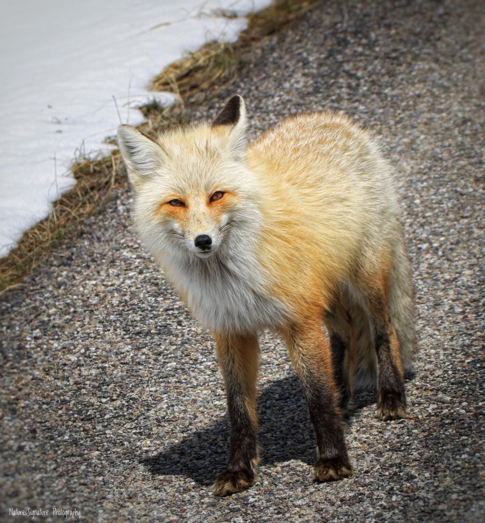 ~ Beautiful Fox ~ - ID: 15999251 © Trudy L. Smuin