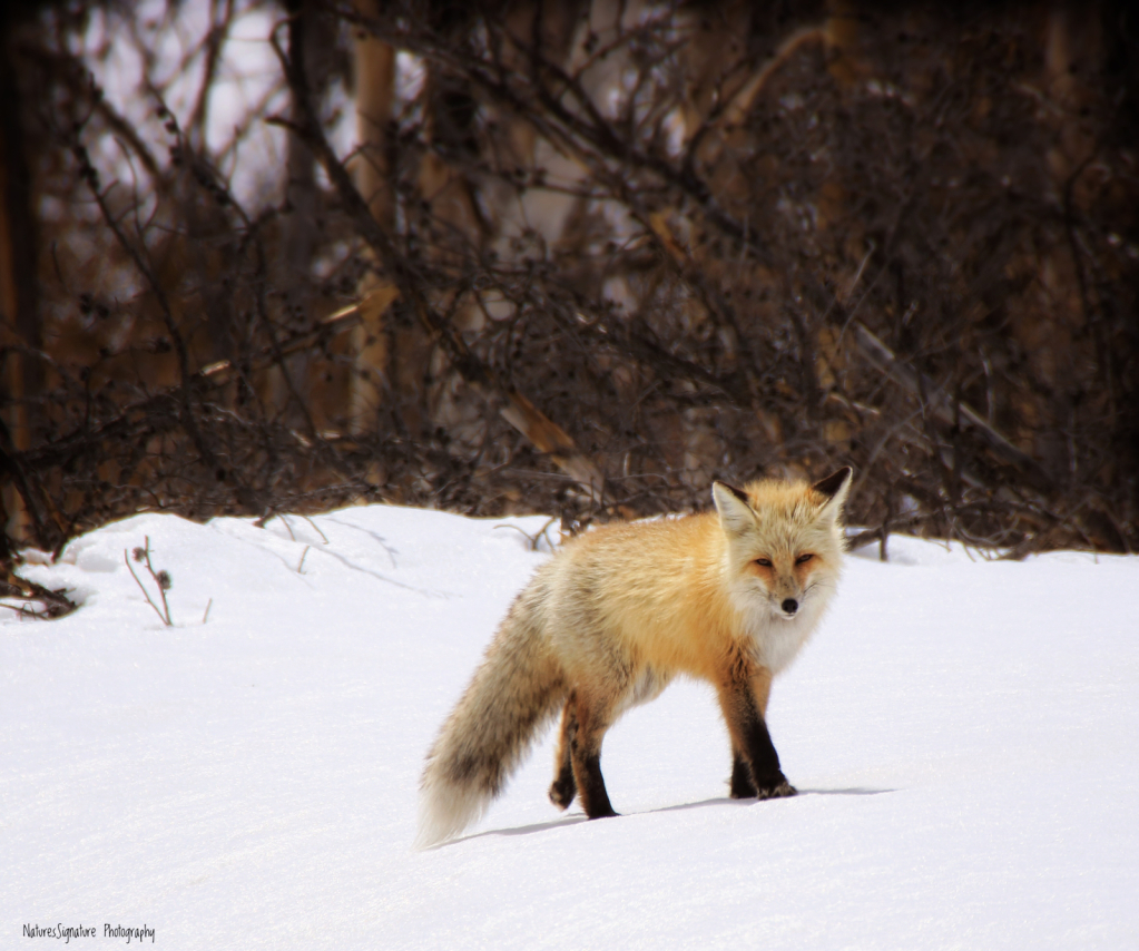 ~ Wyoming Fox ~ - ID: 15999253 © Trudy L. Smuin