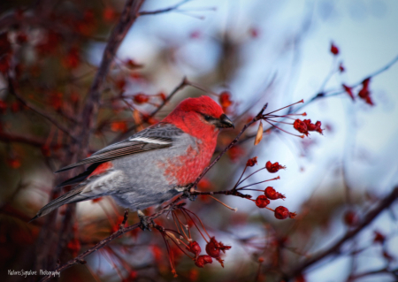 ~  A Beautiful Bird ~