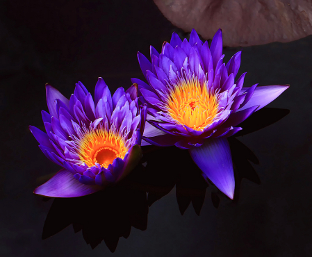 Purple Water Lilies