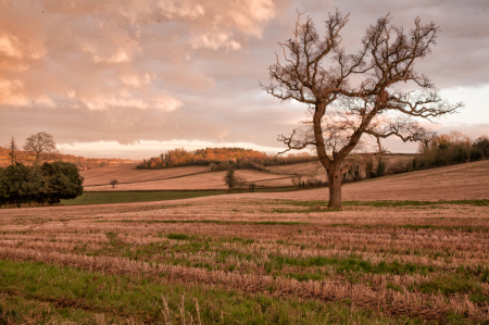 Winter Fields