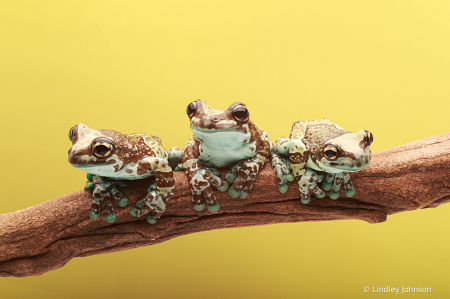 Frog Trio