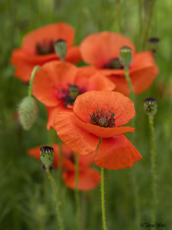 Poppies