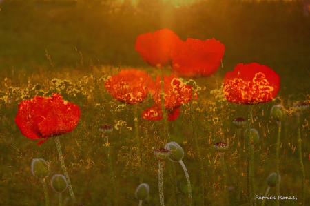 Poppyland