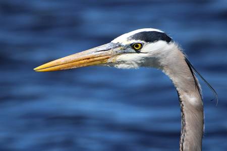 Blue Heron Portrait