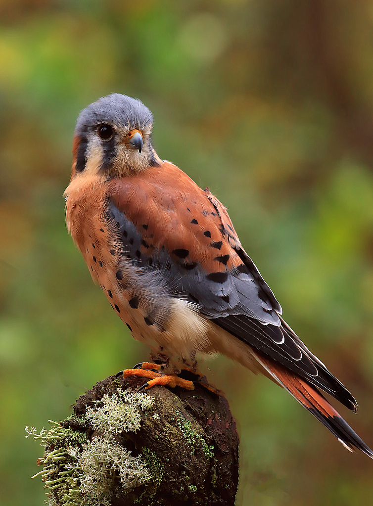 American Kestral