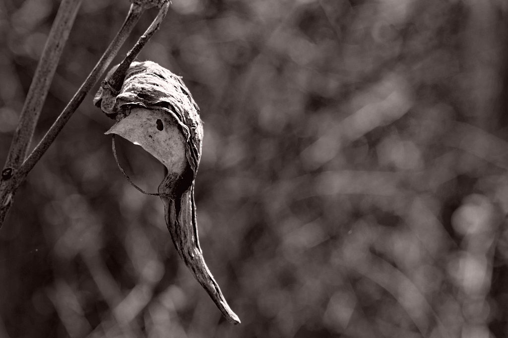 An Expended Seed Pod in B&W
