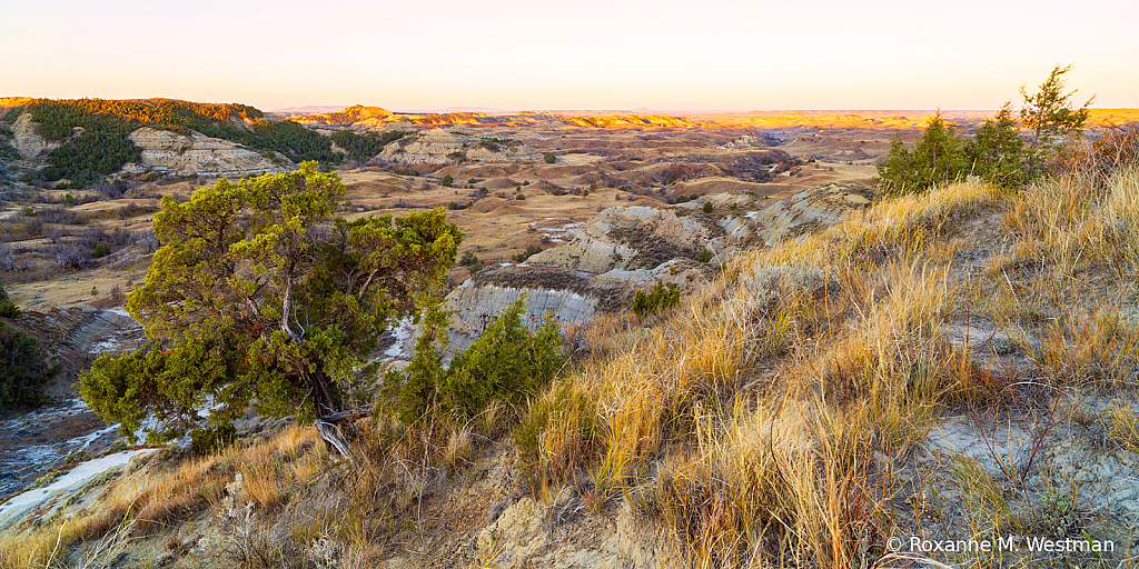 Juniper on badlands overlook - ID: 15999421 © Roxanne M. Westman