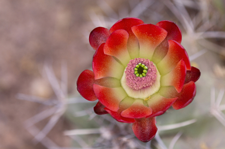 Scarlet Hedgehog Cactus Flower