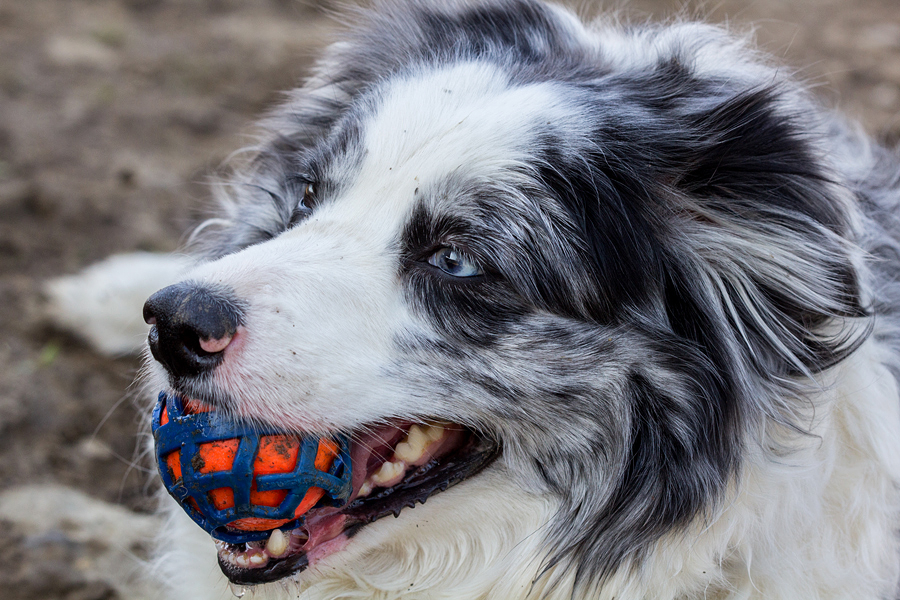 Eliie with Her Much-loved Ball 