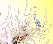 Nesting 