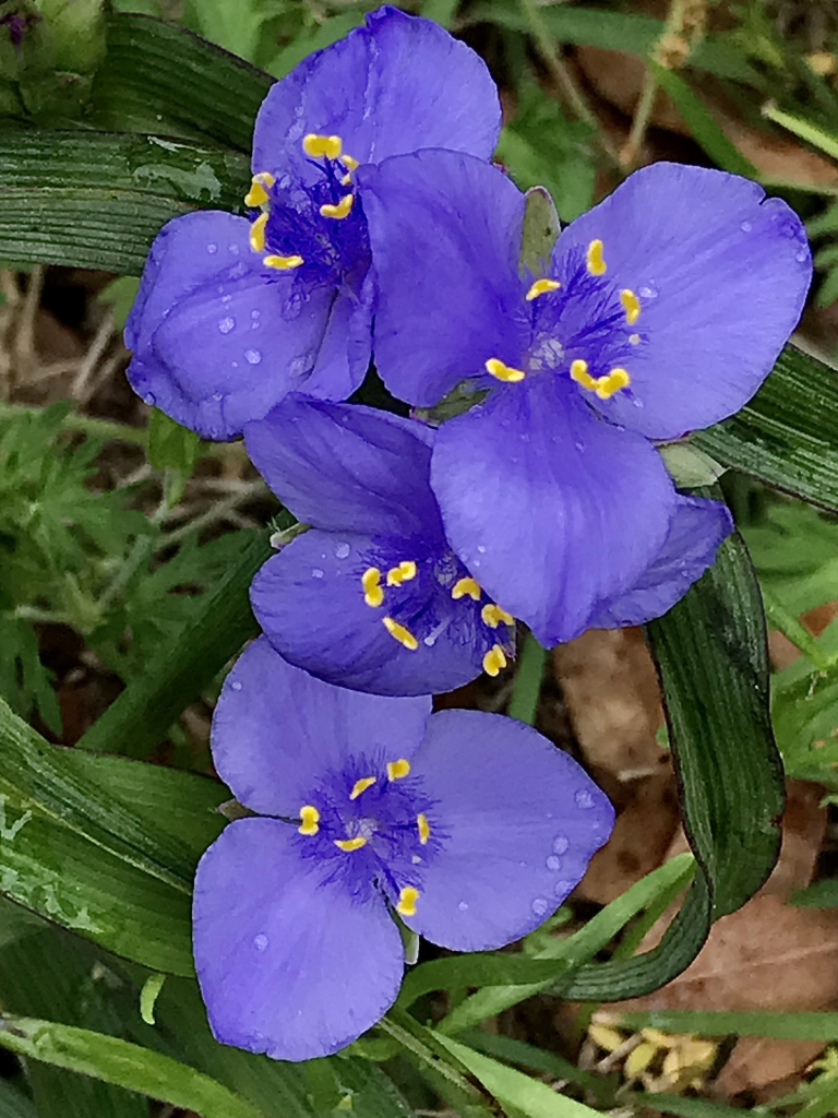 Purple beauty 