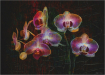 Orchid Grunge