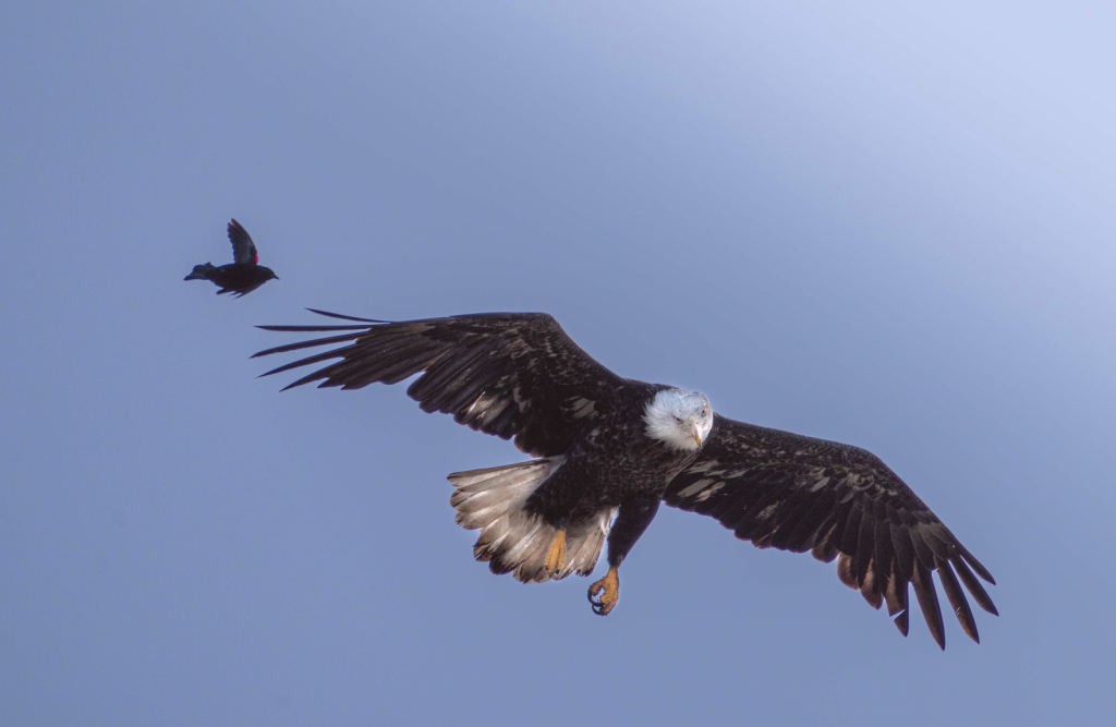 The Eagle and the Red Wing Blackbird