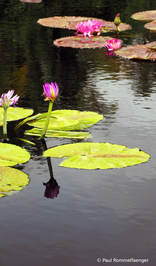 Monet's Pond