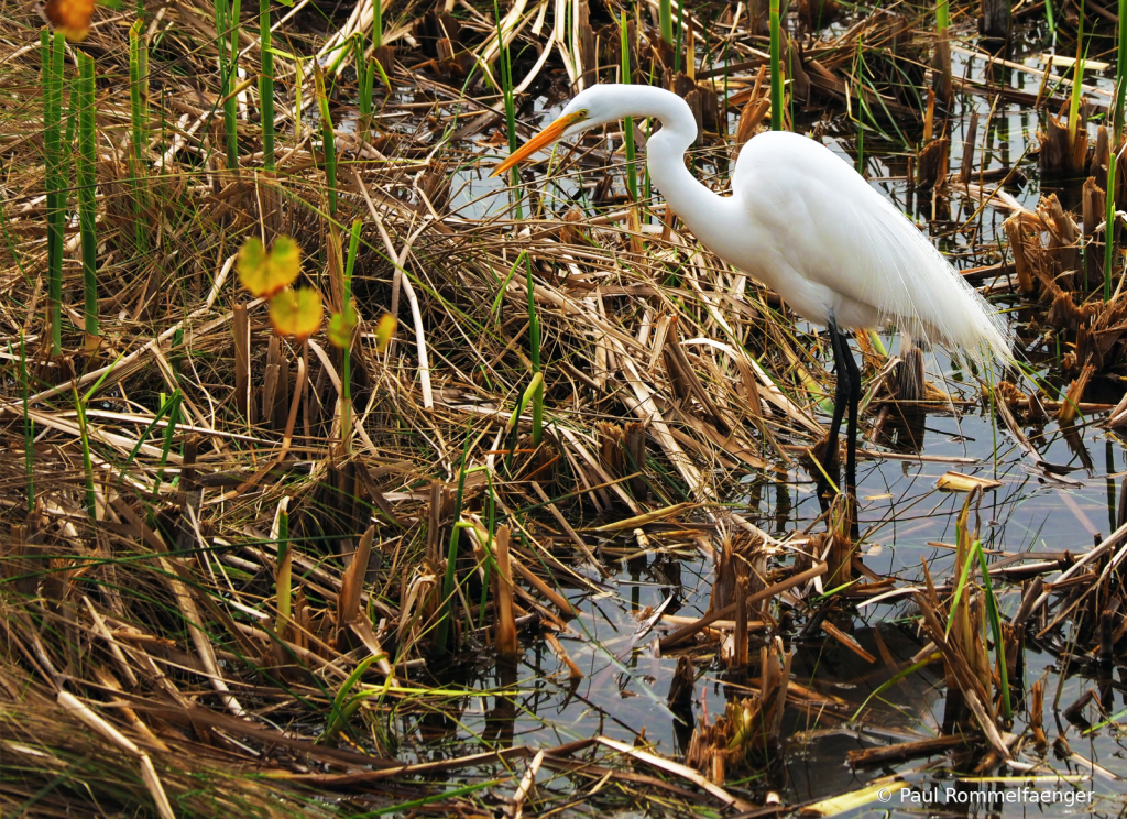 Great Egret