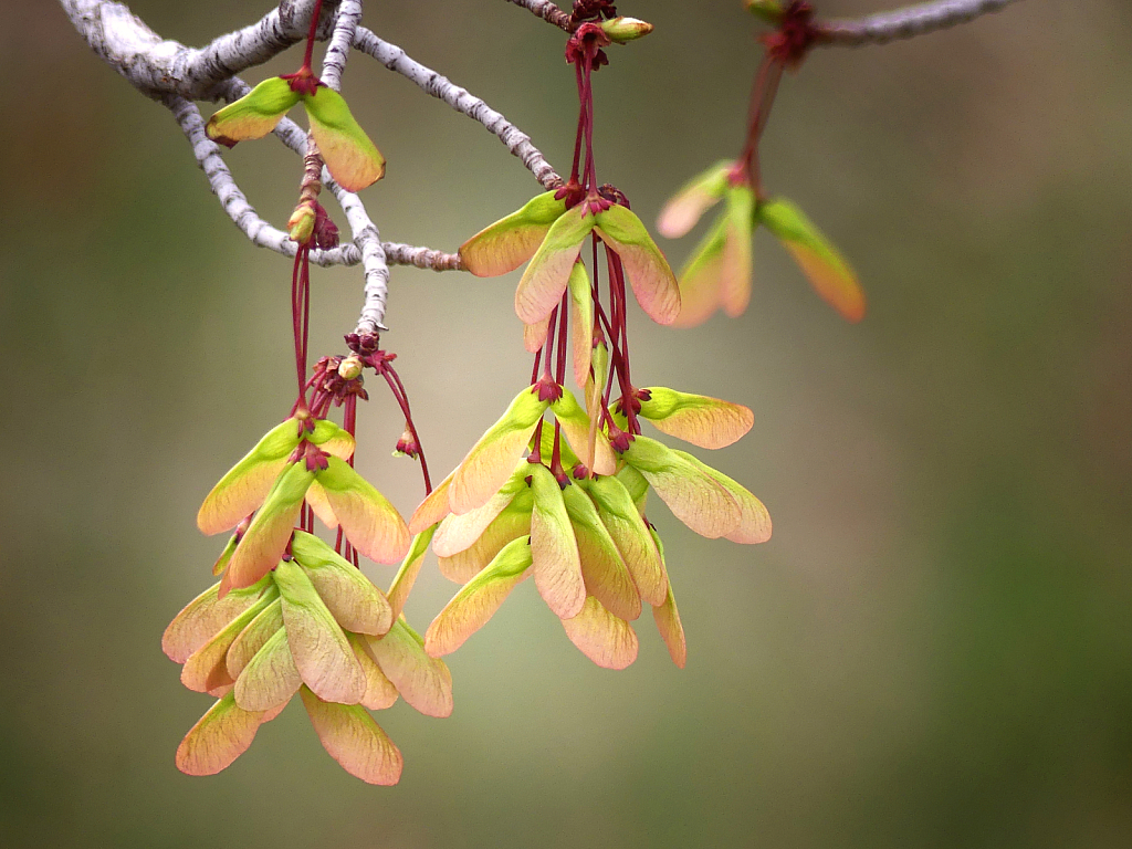 Helicopters!  Maple Tree Seeds