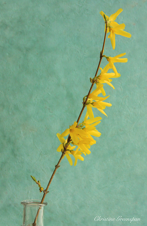 Forsythia