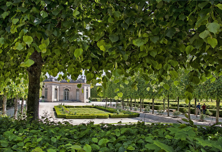 Through the Leaves