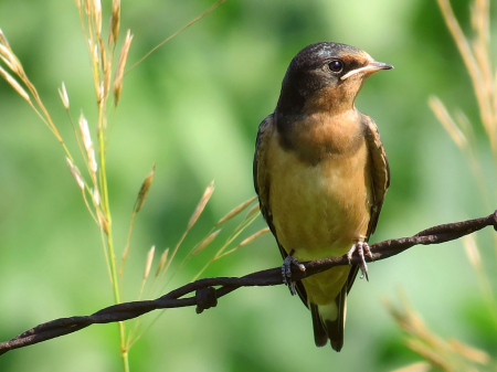 Bird On A Branch