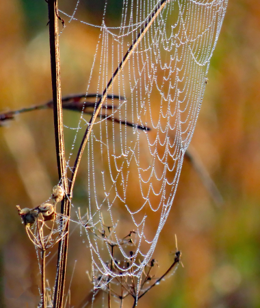 More Webs In The Weeds