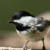 © Terry Korpela PhotoID# 15999922: Carolina Chickadee