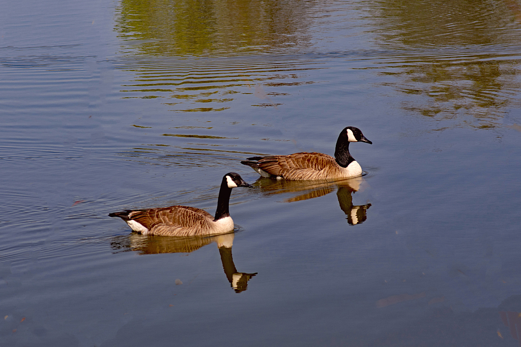 A Swimming Pair of Canada Geese