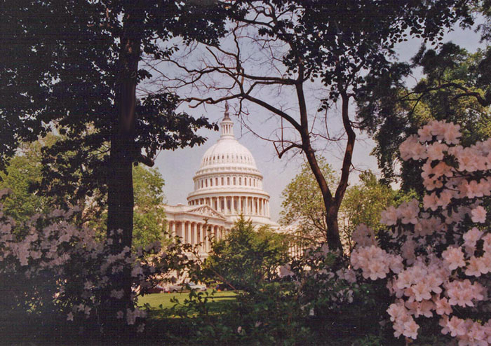 Capitol in Springtime