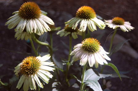 Cone Flowers