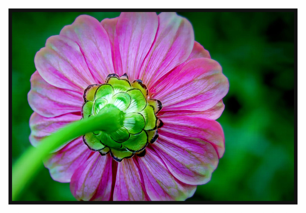 Zinnia