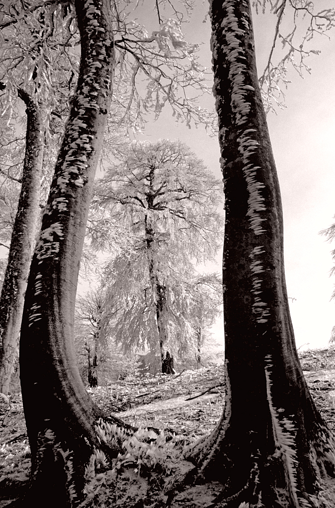 Twin Beeches framing their sister.