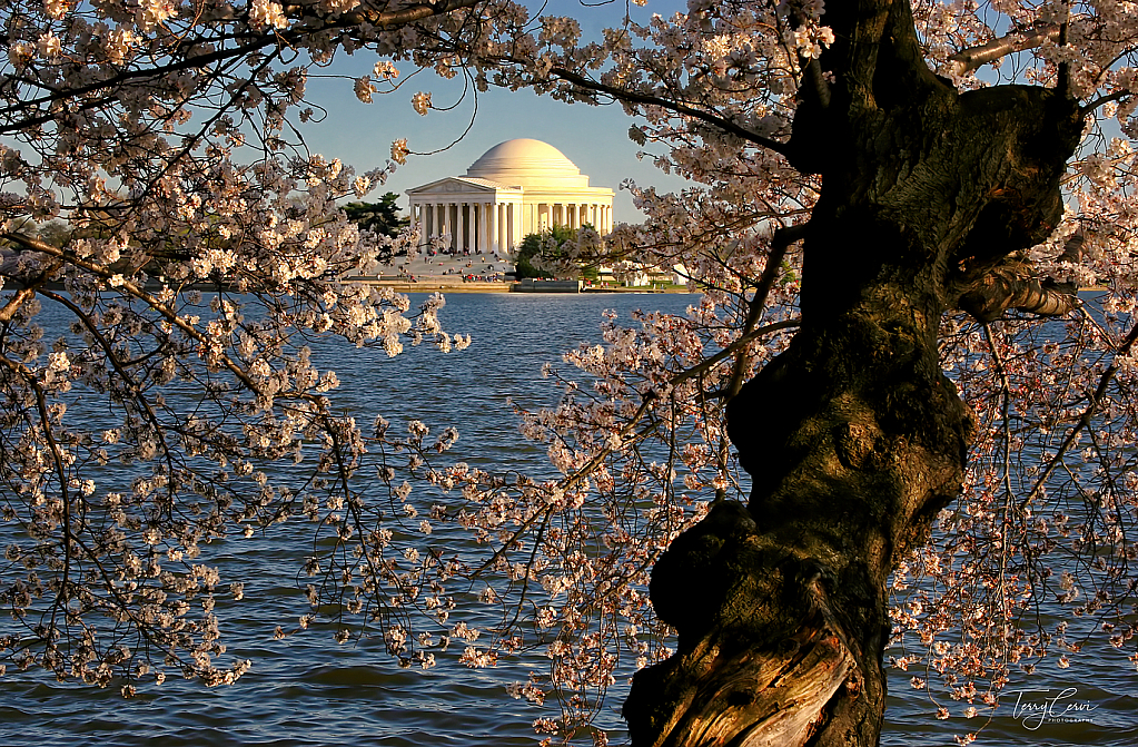 Through the Cherry Blossoms