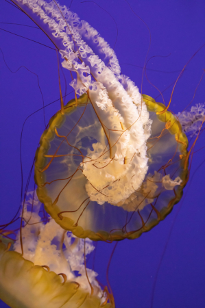 Pacific Sea Nettle