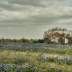 2Old house and bluebonnets - ID: 16000030 © Sherry Karr Adkins