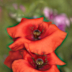 2Two Poppies - ID: 16000034 © Sherry Karr Adkins