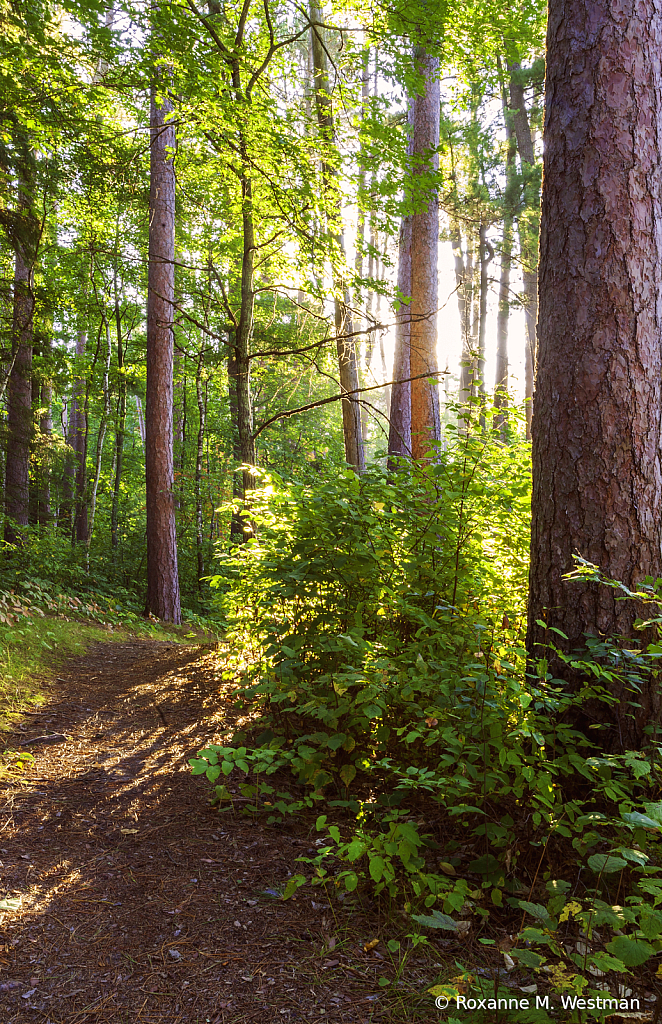 Walk in the Minnesota woods at Itasca park - ID: 16000038 © Roxanne M. Westman