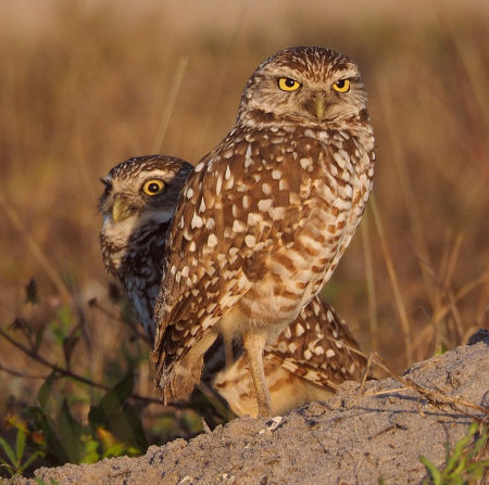 Burrowing Owl Pair