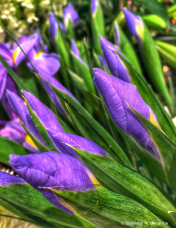 ~ ~ PURPLE AND YELLOW IRISES ~ ~ 