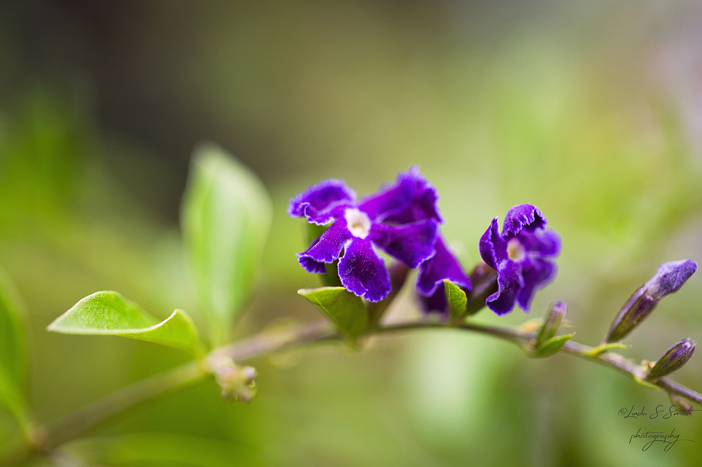 a little purple wonder