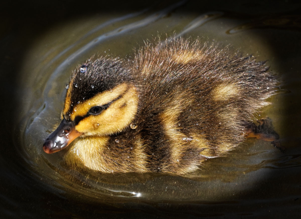 A duckling