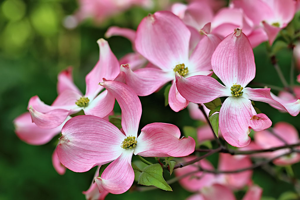 Dogwood