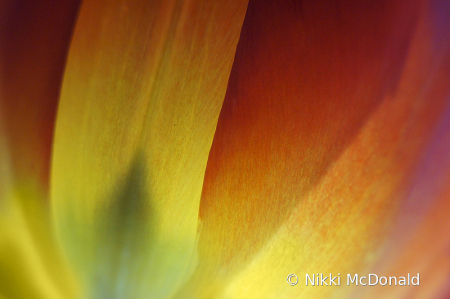 Tulip Abstract No 2