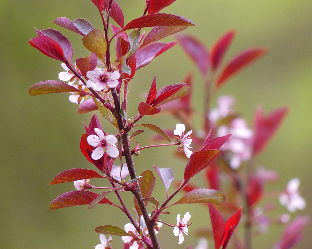 Spring is Delicate