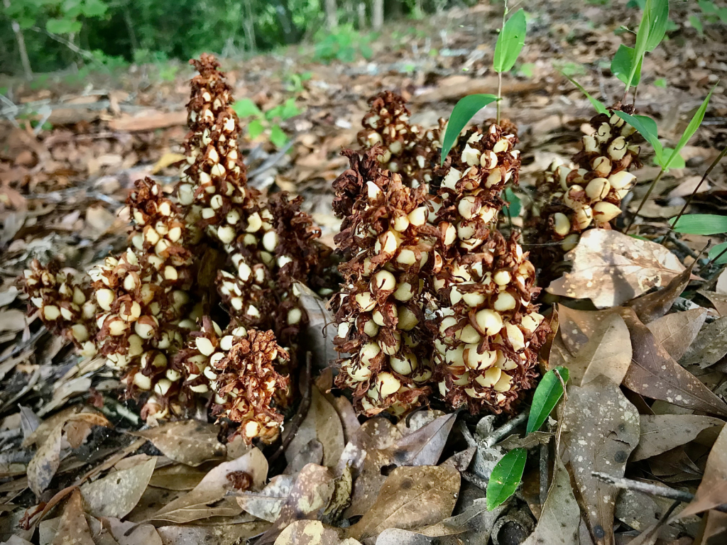 Bear Corn 