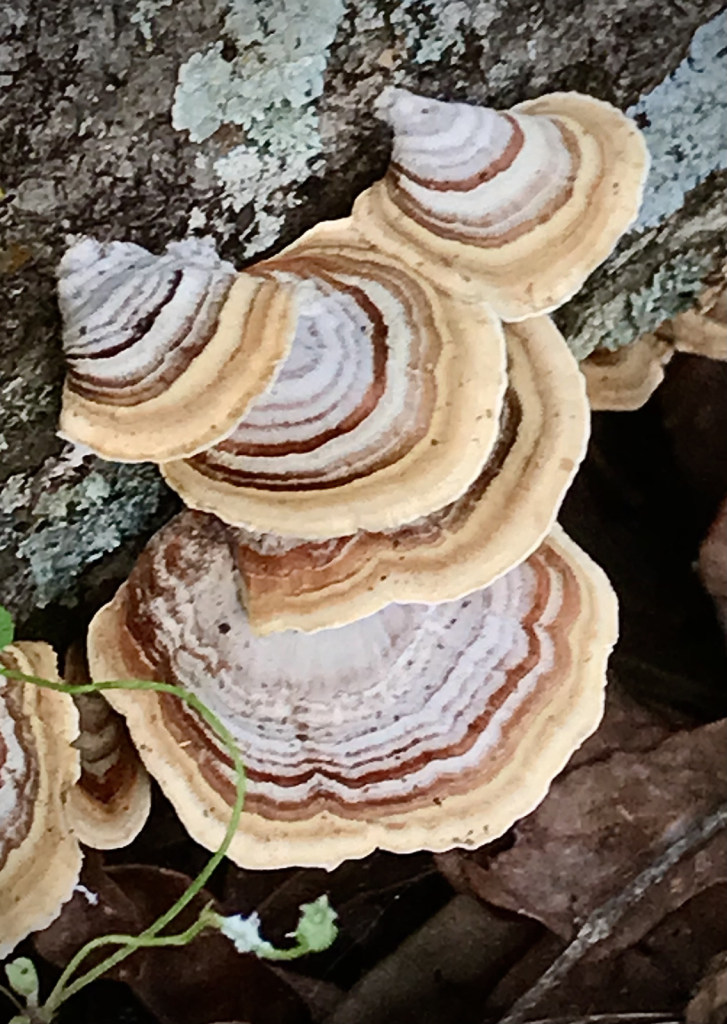 Turkey Tails  - ID: 16001095 © Elizabeth A. Marker