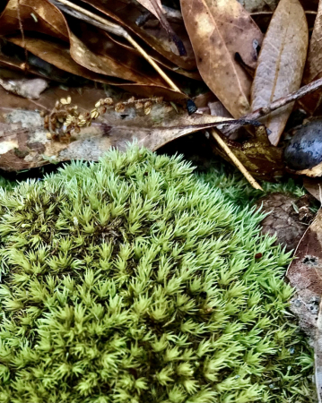 The beauty of moss