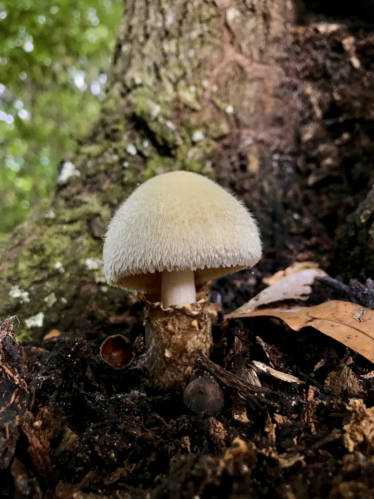 Silky rosegill mushroom