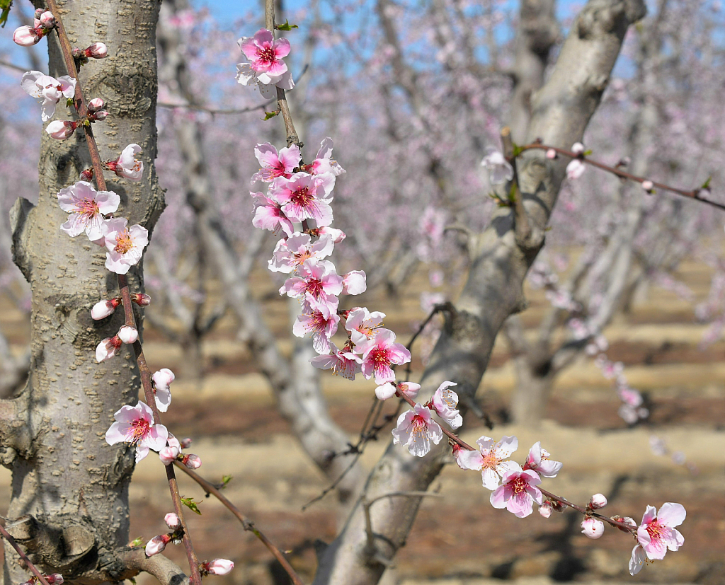 Almond Blossoms