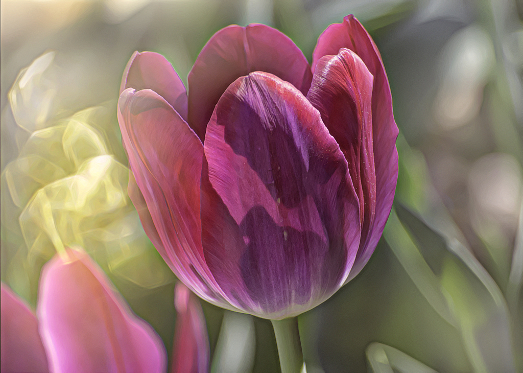 Spring Tulips